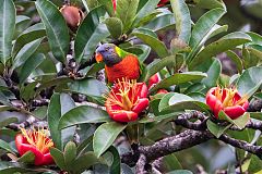 Coconut Lorikeet